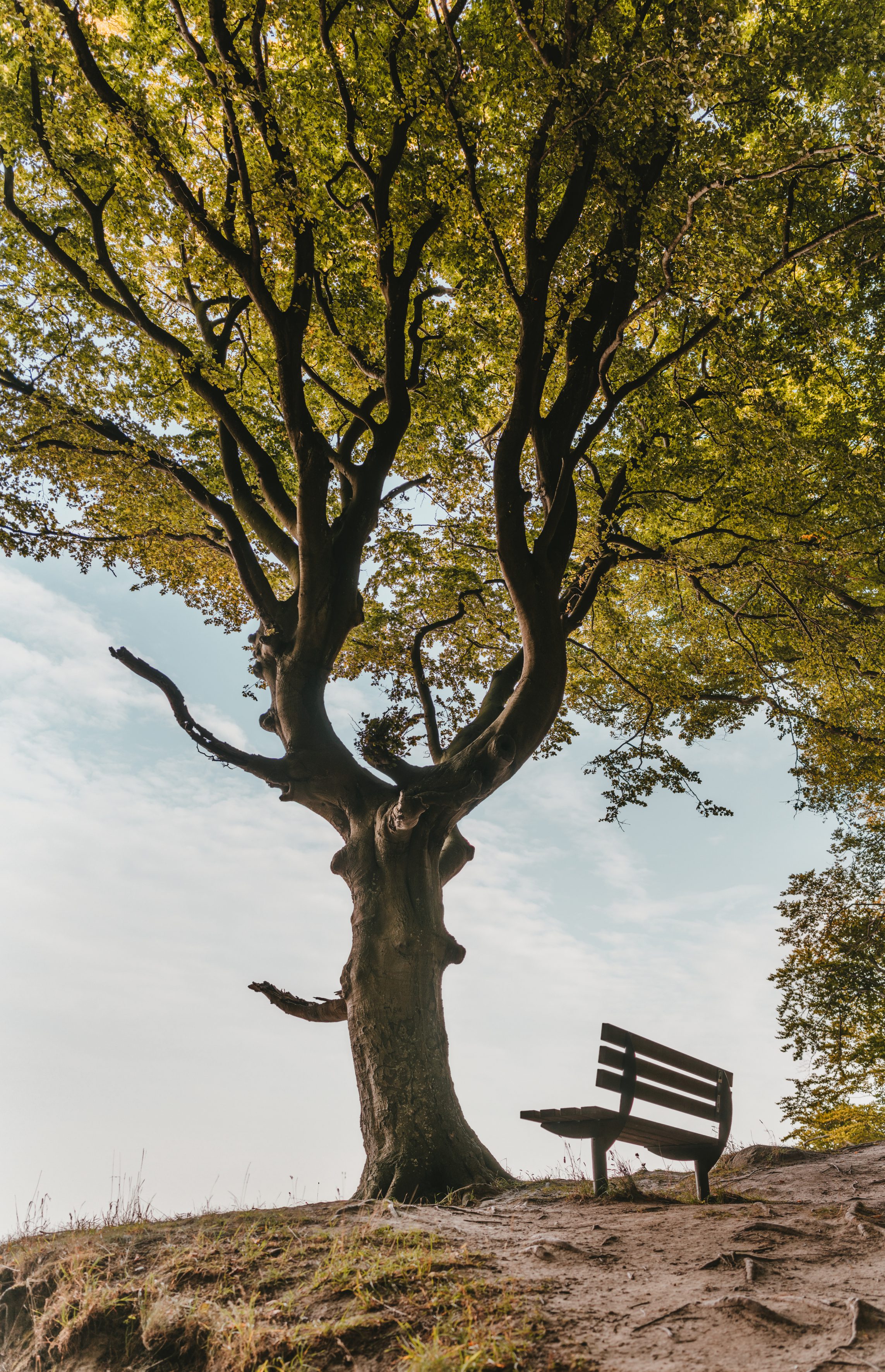 bench-branches-colors-1459497