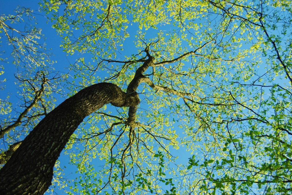Five Thousand One Hundred & Sixty Eight Trees