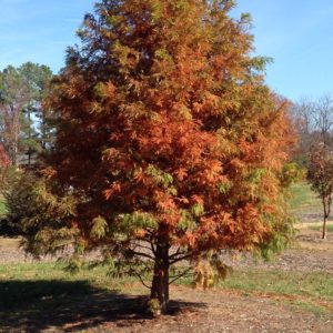 Bald Cypress