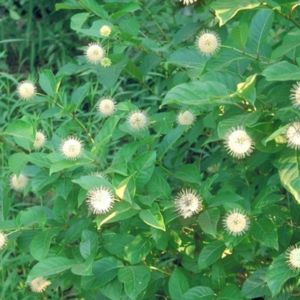 Buttonbush