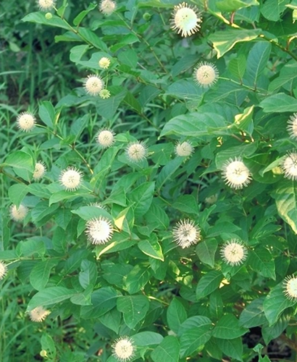 Buttonbush
