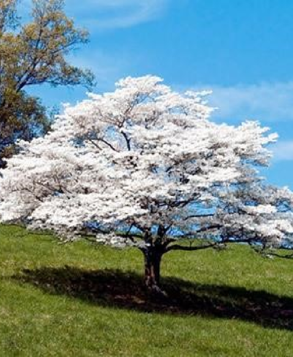 Dogwood