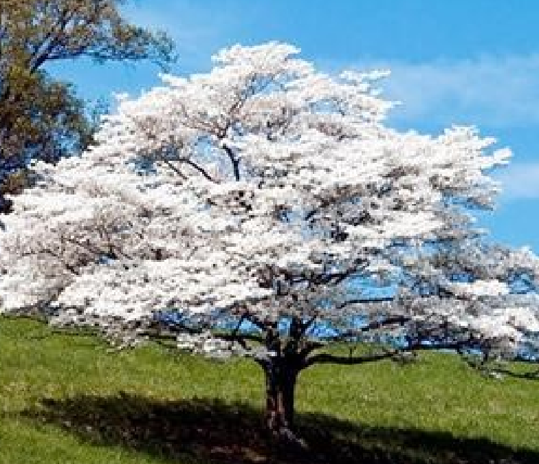 Dogwood