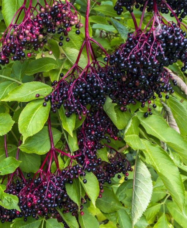 Elderberry