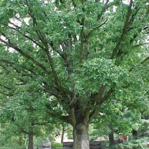 Oak (White)