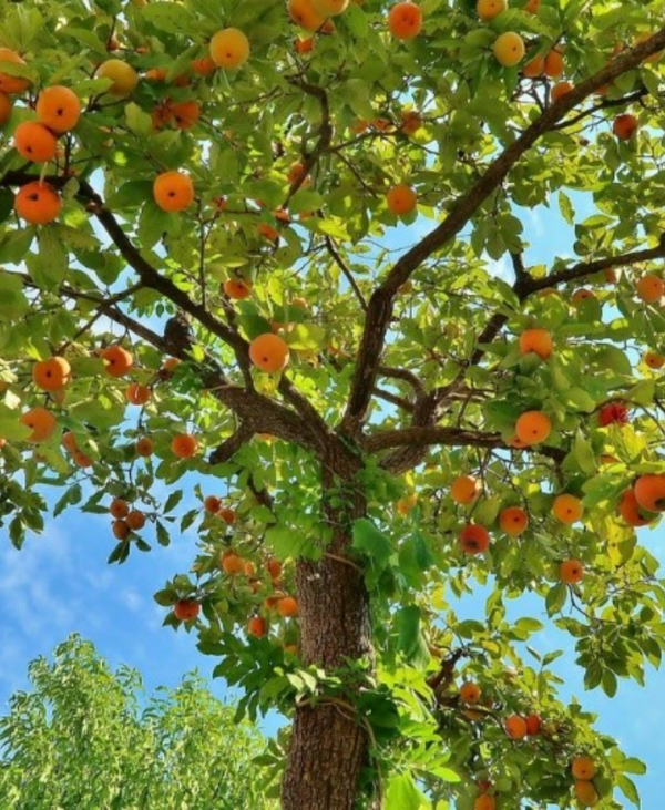Persimmon