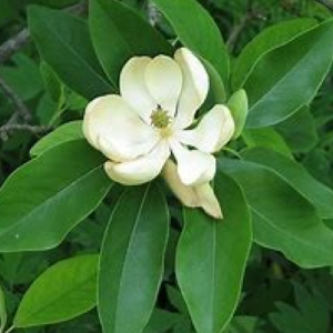 Sweet Bay Magnolia