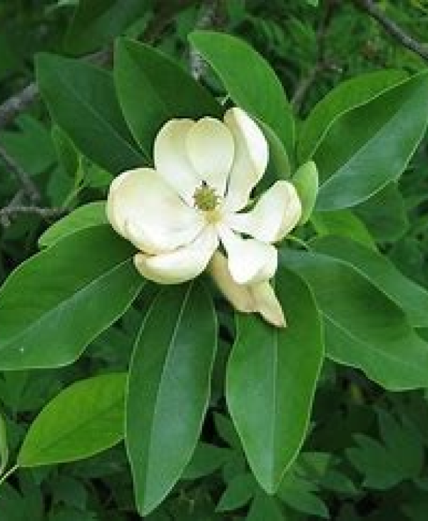 Sweet Bay Magnolia