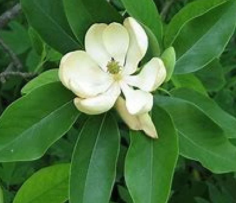 Sweet Bay Magnolia