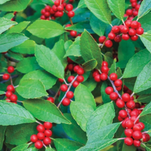 Winterberry