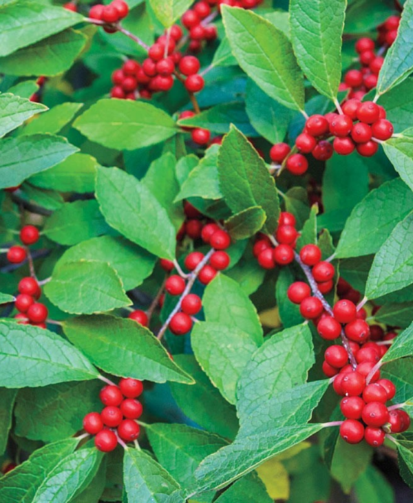 Winterberry