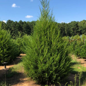 Eastern Red Cedar