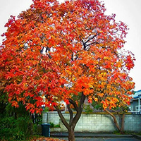 American Persimmon Tree