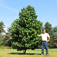 Paw Paw Tree (Asimina Triloba)