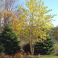 River Birch Tree