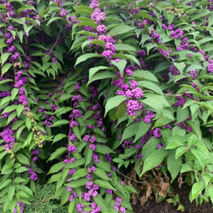 Beautyberry