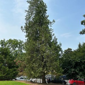 Altantic White Cedar
