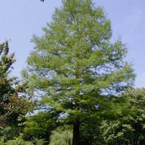 Bald Cypress