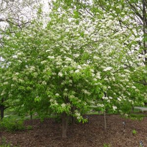 Blackhaw Viburnum
