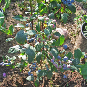 Blueberry (Highbush)