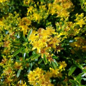 Bushy St. John's Wort