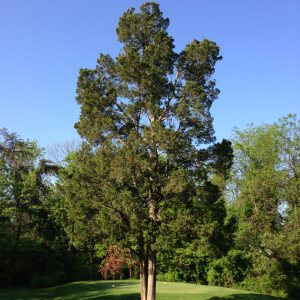 Eastern Red Cedar