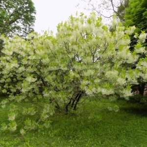 Fringe Tree