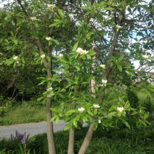 Magnolia (Sweetbay)