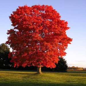Maple (Red)