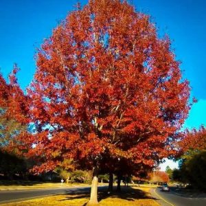 Oak (Southern Red Oak)