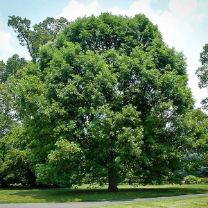 Oak (White)