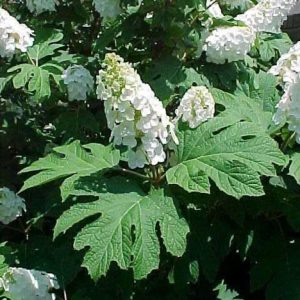 Oakleaf Hydrangea