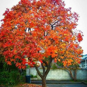 Persimmon