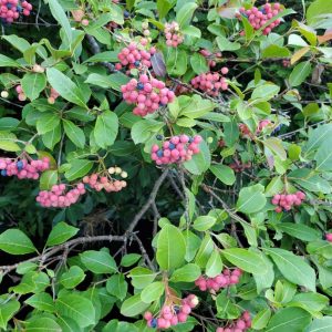 Possumhaw Viburnum