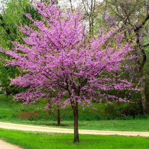 Redbud (Eastern)
