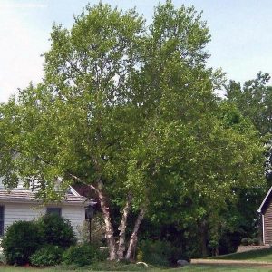 River Birch