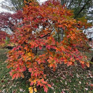 Sassafras
