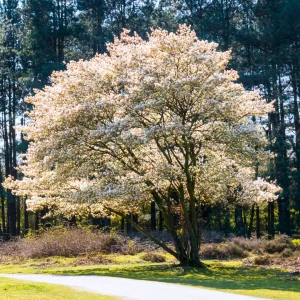 Serviceberry