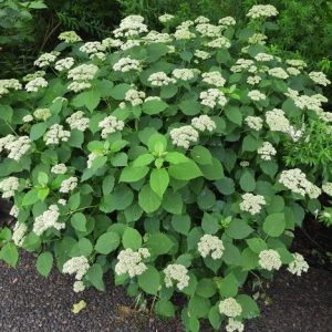 Smooth Hydrangea