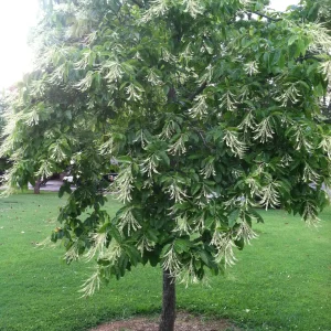Sourwood