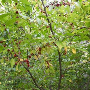 Spicebush