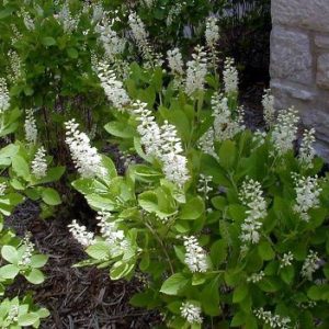 Sweet Pepperbush