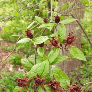 Sweetshrub