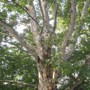 Sycamore