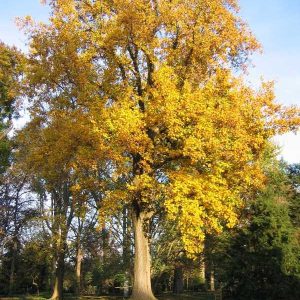 Tulip Poplar