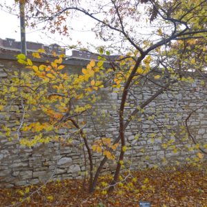 Witch Hazel